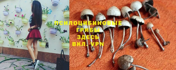 сатива Кукмор